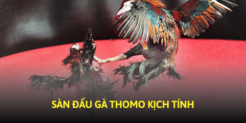 Nguyên tắc tìm ra chiến binh chiến thắng trong đá gà Thomo