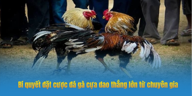 Chọn hình thức cược đá gà cựa dao phù hợp ngân sách